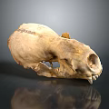 Animal Skull With Residual Hair And Visible Bone Structure On Reflective Background