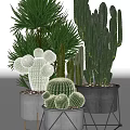 Diverse Bonsai Potted Plants With Cacti Palm Leaves And White Gray Pots