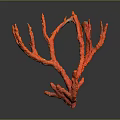 Red Coral Decorative Piece Displaying Branched Structure Against Dark Background