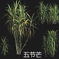 Various Grasses And Herbs Collection Featuring Bath Grass Japanese Blood Grass And Wuje Mang