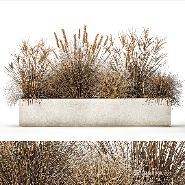 Decorative Potted Brown Ornamental Grasses In White Concrete Rectangular Planter 3d model 