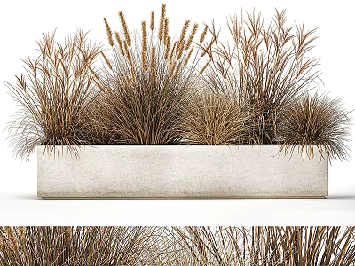 Decorative Potted Brown Ornamental Grasses In White Concrete Rectangular Planter 3d model