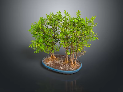 Bonsai Plant With Green Leaves And Multiple Trunks In Blue Pot On Dark Background 3d model