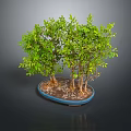 Bonsai Plant With Green Leaves And Multiple Trunks In Blue Pot On Dark Background