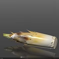 Freshly Harvested Organic Bamboo Shoot as Natural Healthy Cooking Ingredient for Dishes