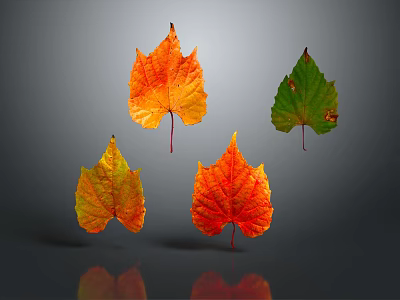 Four Colorful Autumn Leaves Orange Red Green Yellow on Grey Background with Reflections 3d model