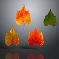 Four Colorful Autumn Leaves Orange Red Green Yellow on Grey Background with Reflections
