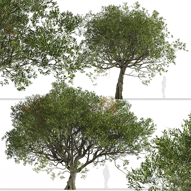 Detailed Tree Models With Top And Side Views Of Foliage Trunk And Branches 3d model 