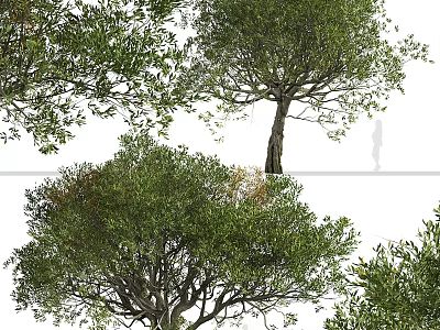 Detailed Tree Models With Top And Side Views Of Foliage Trunk And Branches 3d model