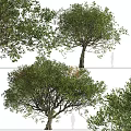 Detailed Tree Models With Top And Side Views Of Foliage Trunk And Branches
