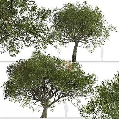Detailed Tree Models With Top And Side Views Of Foliage Trunk And Branches 3d model