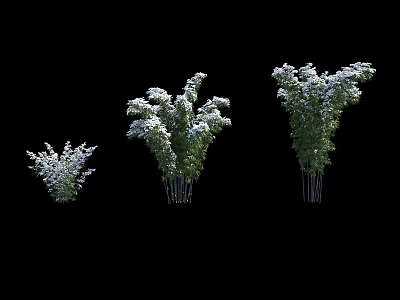 Three Bamboo Plants of Various Sizes with Green Leaves and Poles for Decoration 3d model