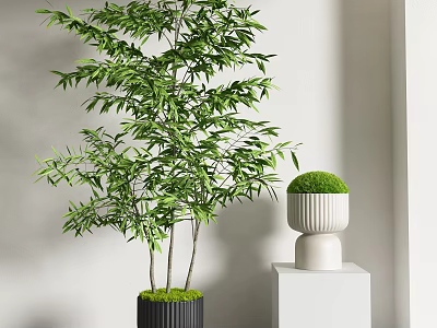 Modern potted plants 3d model