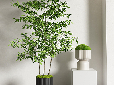 Modern potted plants 3d model