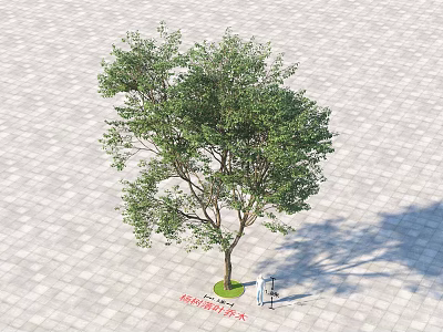 Tall Arbor With Lush Green Leaves Standing On Outdoor Paved Ground Casting Shadow 3d model
