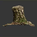 Tree Stump with Natural Bark Texture Surrounded by Green Grass and Fallen Leaves