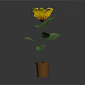 Yellow Flower Plant With Green Leaves In Brown Pot On Dark Background