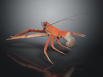 Detailed Red Lobster with Long Antennae Claws and Legs on Dark Reflective Surface 3d model