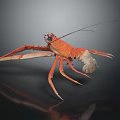 Detailed Red Lobster with Long Antennae Claws and Legs on Dark Reflective Surface