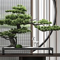 Chinese Pine Bonsai 3d model