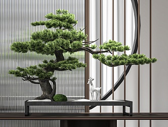 Chinese Pine Bonsai 3d model