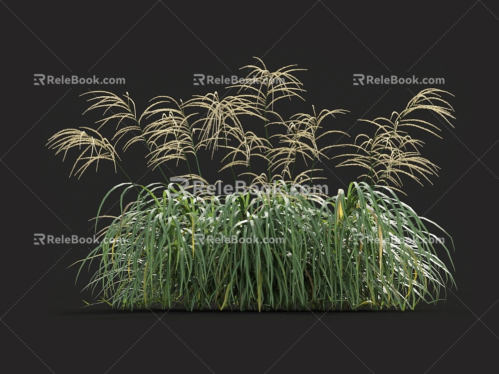 Miscanthus golden mans giant mans Chinese mangros green grass pampas tall fescue grass fescue weeds 3d model