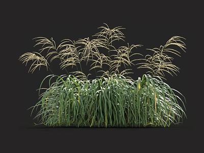 Clump of Green Long Grasses with Light Colored Slender Spikes on Top Against Black Background 3d model