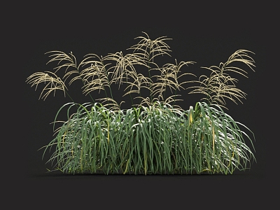 Miscanthus golden mans giant mans Chinese mangros green grass pampas tall fescue grass fescue weeds model