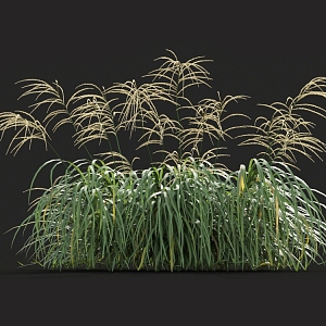 Miscanthus golden mans giant mans Chinese mangros green grass pampas tall fescue grass fescue weeds 3d model