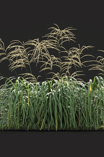 Miscanthus golden mans giant mans Chinese mangros green grass pampas tall fescue grass fescue weeds 3d model