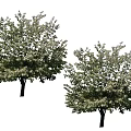 Arbor With Lush Green Leaves And White Flowers Against Blue Sky Background