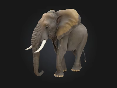 Realistic Grey Elephant With Large Ears Long Trunk And White Tusks 3d model
