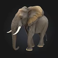 Realistic Grey Elephant With Large Ears Long Trunk And White Tusks