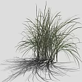 Tall Green Ornamental Grass In Cluster With Long Leaves Slender Stems And Natural Texture