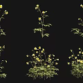 Yellow Flowering Plants With Green Leaves In Various Growth Forms On Black Background