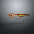 Brown Mantis With Green Wings Long Legs And Antennae On Gray Background