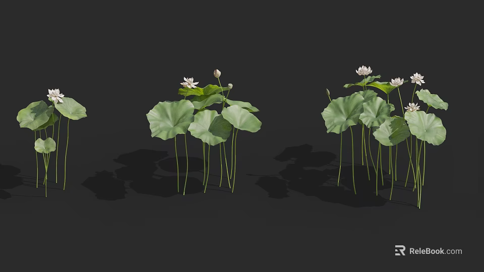 Fresh Green Lotus Leaves And White Flowers Growing On Dark Background 3d model 