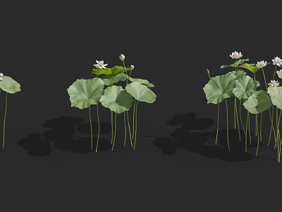 Fresh Green Lotus Leaves And White Flowers Growing On Dark Background 3d model