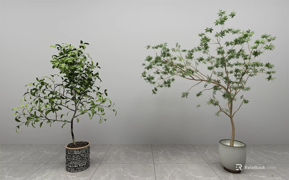 Bonsai Potted Plants With Lush Foliage And Spreading Branches In Textured And Light Colored Pots 3d model 