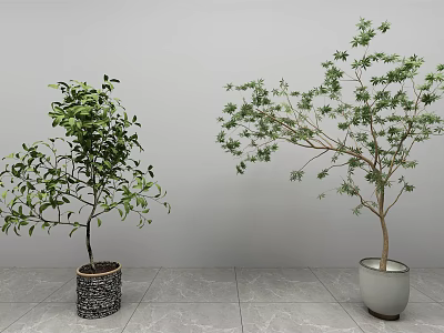 Bonsai Potted Plants With Lush Foliage And Spreading Branches In Textured And Light Colored Pots 3d model
