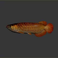 Red and Gold Arowana Fish With Shiny Scales And Reflective Surface