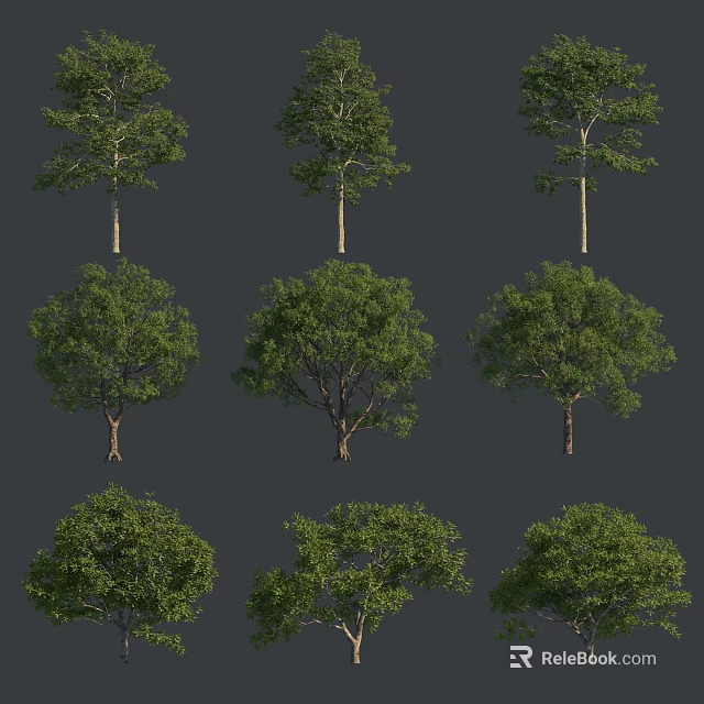 Diverse Green Arbor Trees with Varied Trunk Crown Shapes and Foliage for Garden Design 3d model 