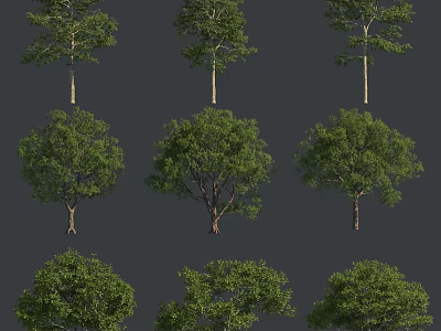 Diverse Green Arbor Trees with Varied Trunk Crown Shapes and Foliage for Garden Design 3d model