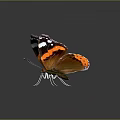 Orange and black butterfly with white spots spread wings detailed wing textures on dark background