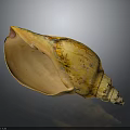 Yellow Orange Textured Conch With Open Shell On Dark Shiny Background 3d model