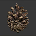 Natural Detailed Pinecone With Brown Textured Scales Isolated On Dark Background With Reflection