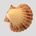 Beautiful Scallop Marine Animal With Pink Fan Shaped Shell And Shiny Texture
