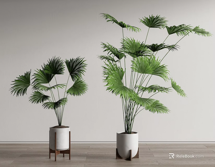 Indoor Bonsai Potted Plants With Green Fan Palm Leaves White Pots Wooden Stands 3d model 