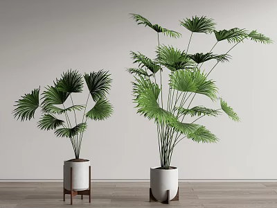 Indoor Bonsai Potted Plants With Green Fan Palm Leaves White Pots Wooden Stands 3d model