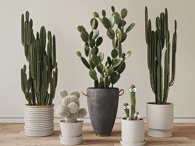 Various Types Of Cactus Potted Plants In Different Stylish Pots For Home Indoor Decor 3d model